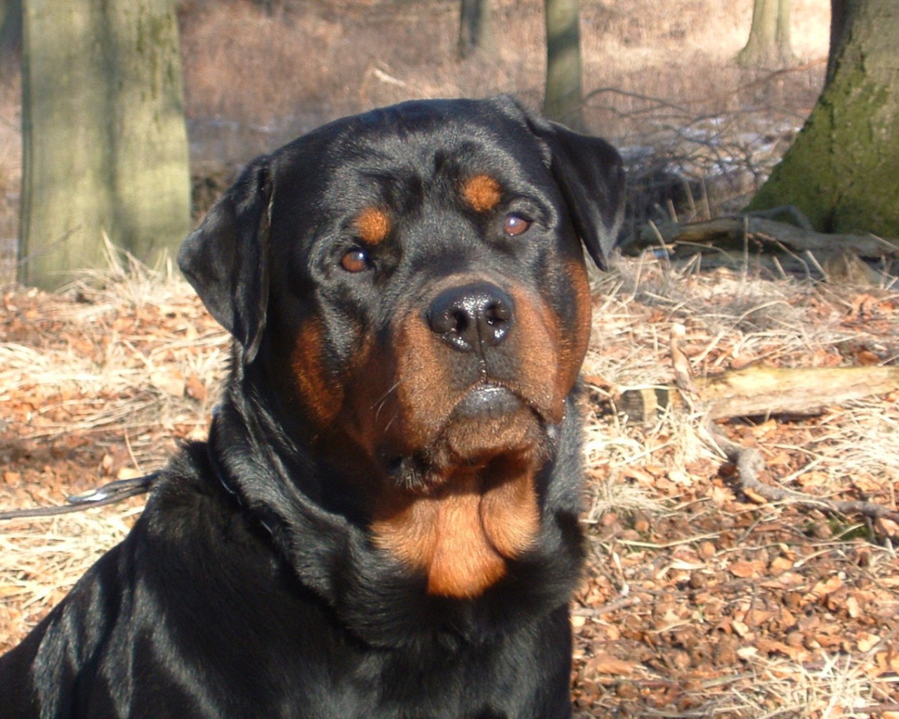 Ротвейлер в лесу