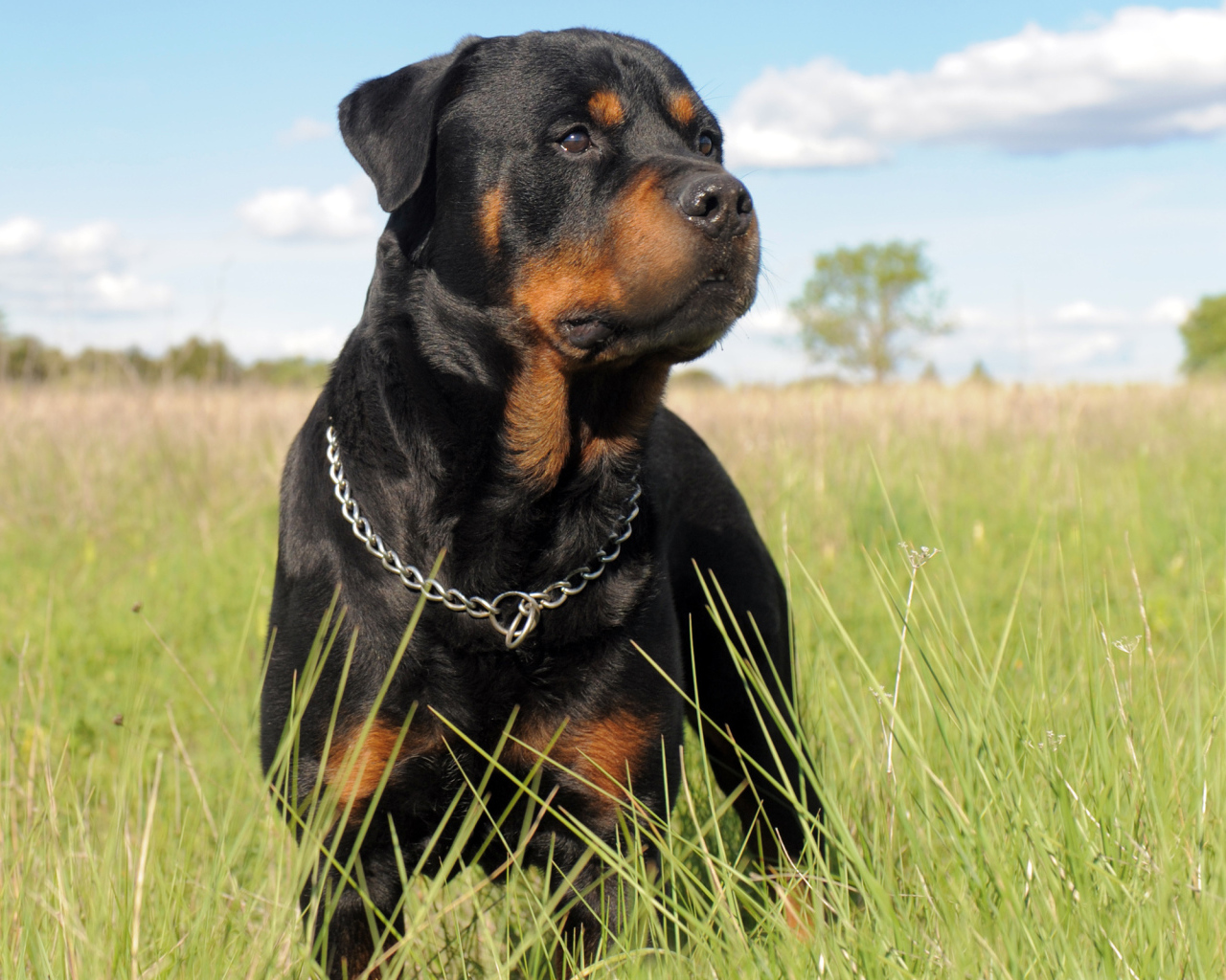 Ротвейлер в траве