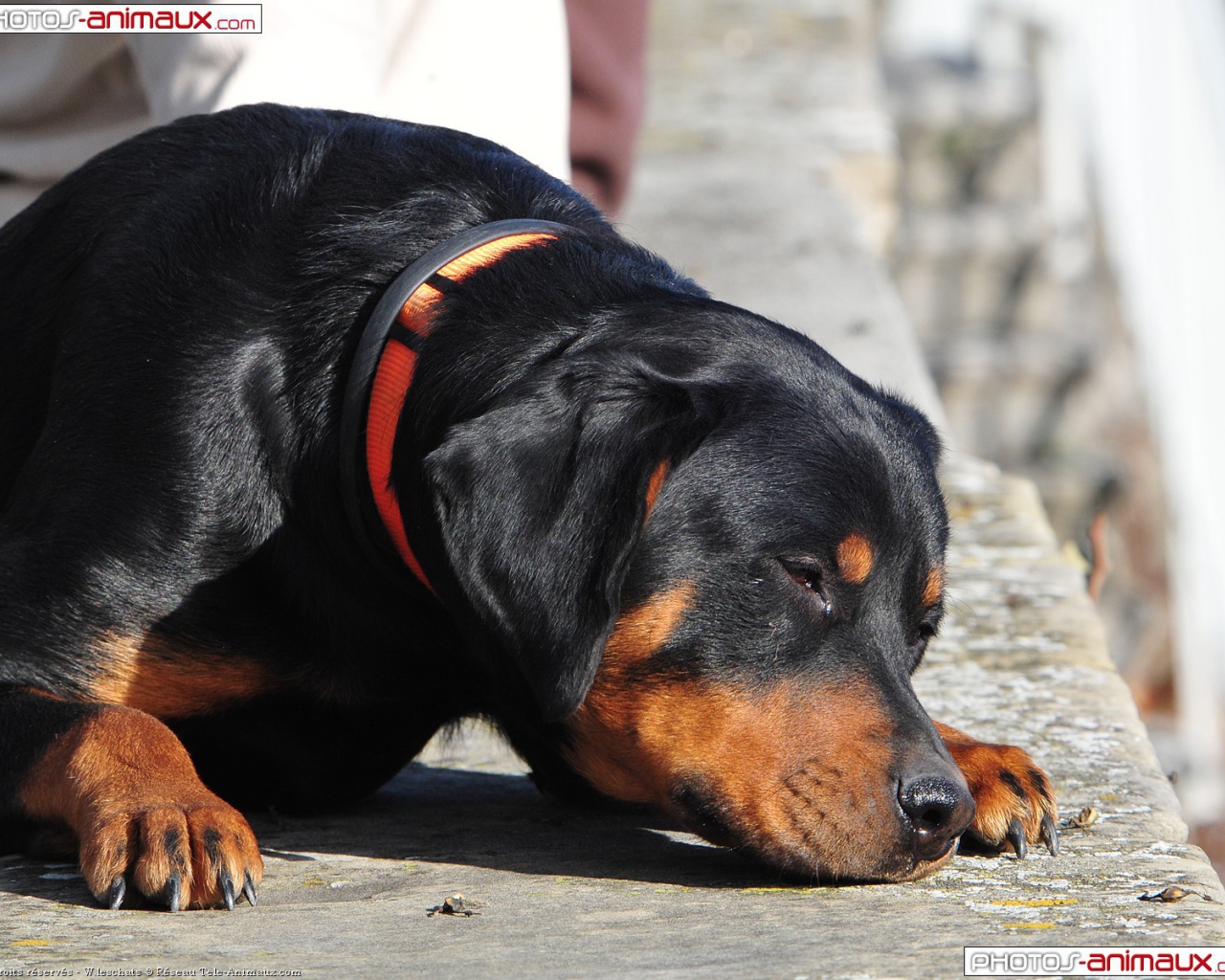 Ротвейлер смотрит прищурившись