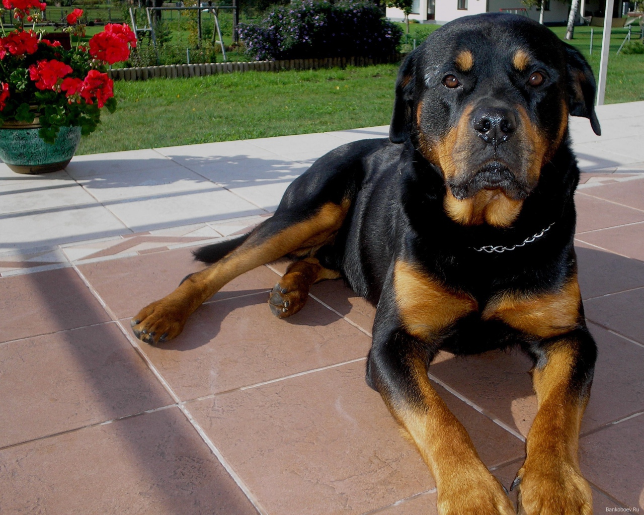 Ротвейлер лежит на крыльце