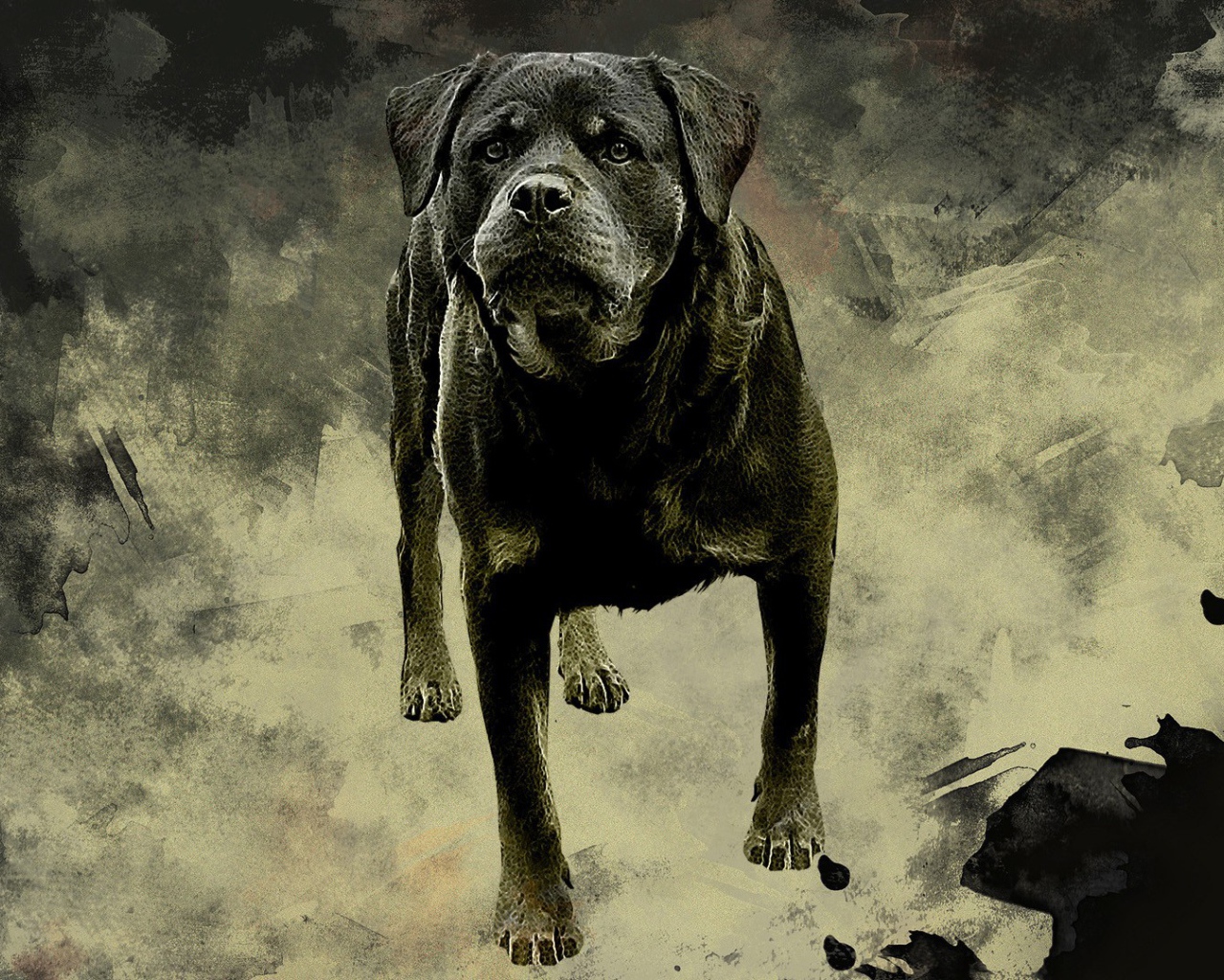 Ротвейлер на сером фоне