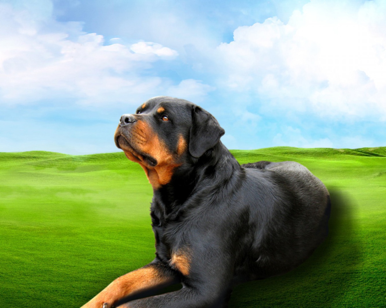 Ротвейлер на зеленом поле