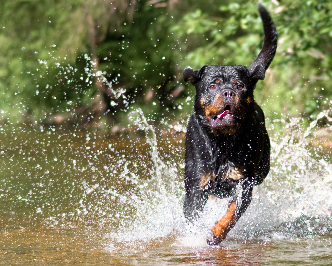 Rottweiler runs on water