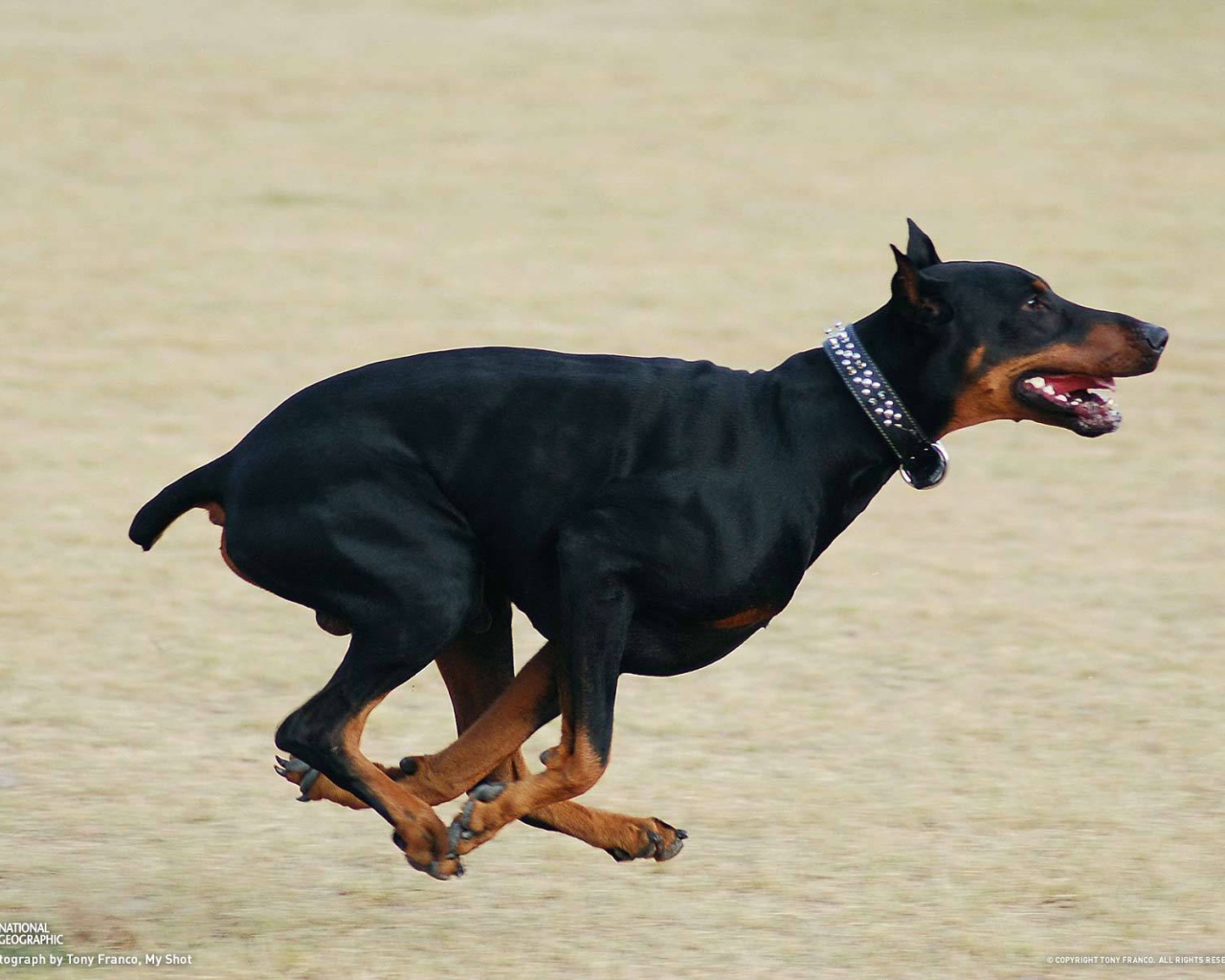 Бегущий доберман