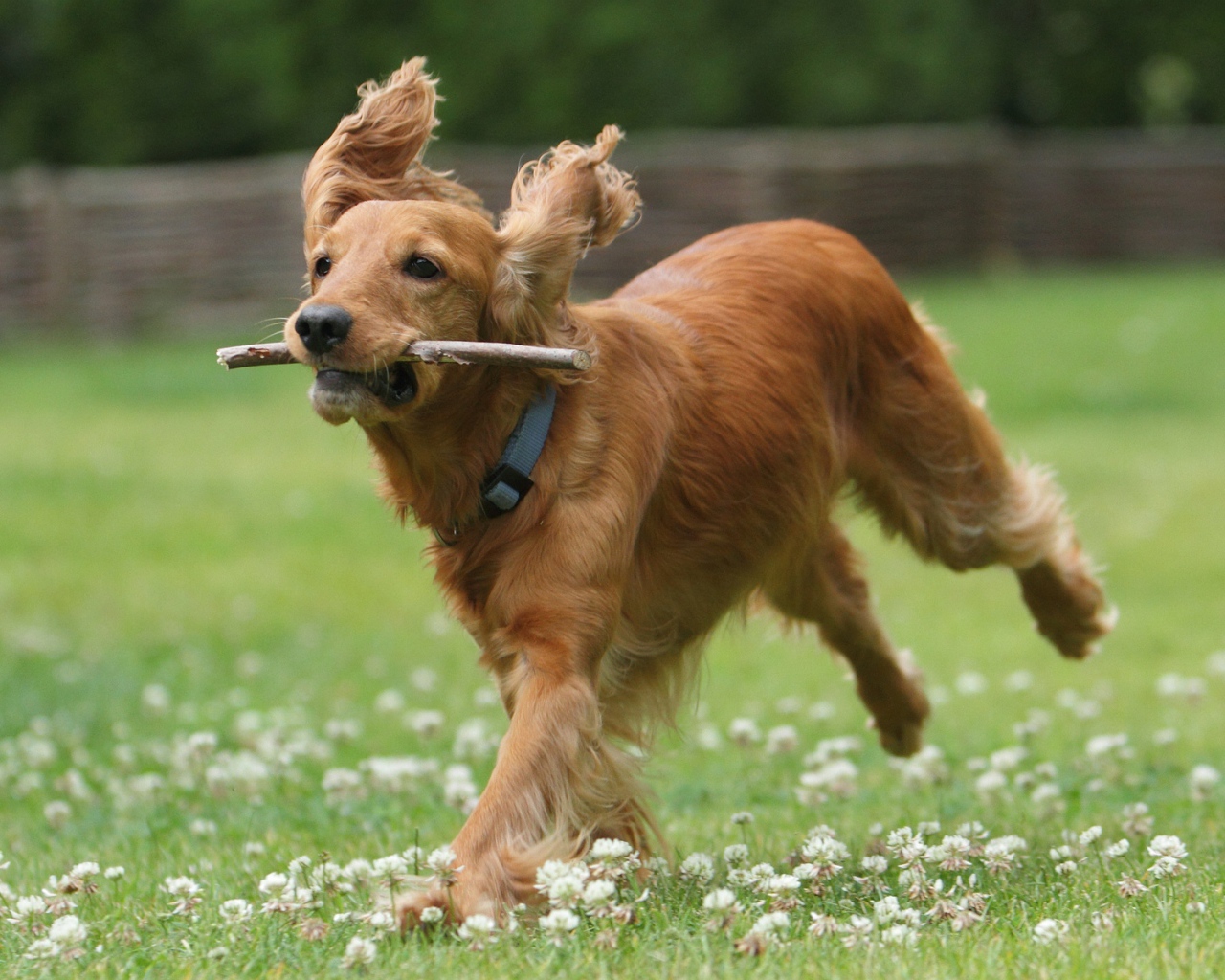 Бегущий английский спаниель