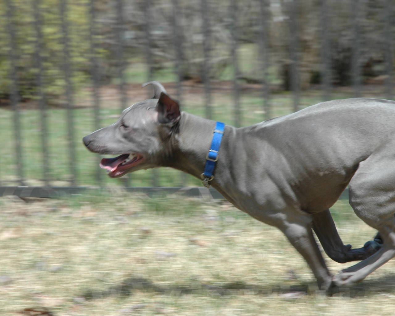 Бег тайского риджбека