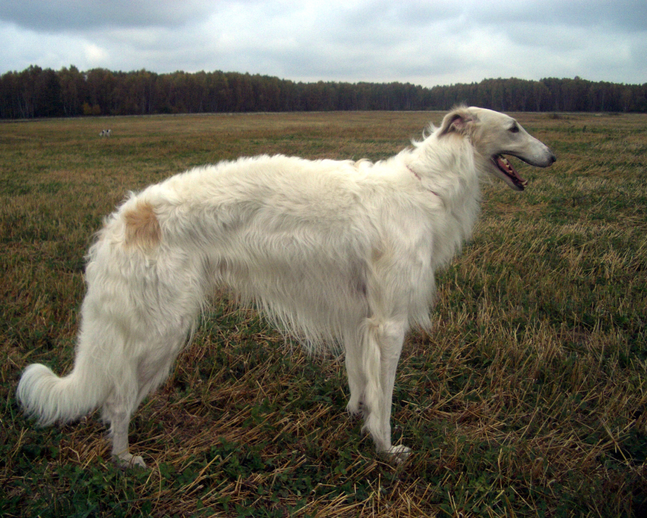 Русская борзая в поле