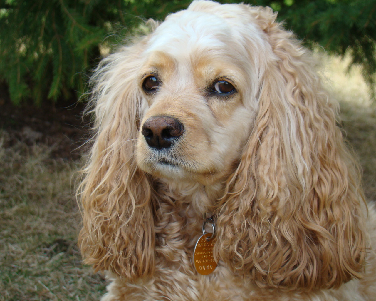 Грустный американский кокер спаниель