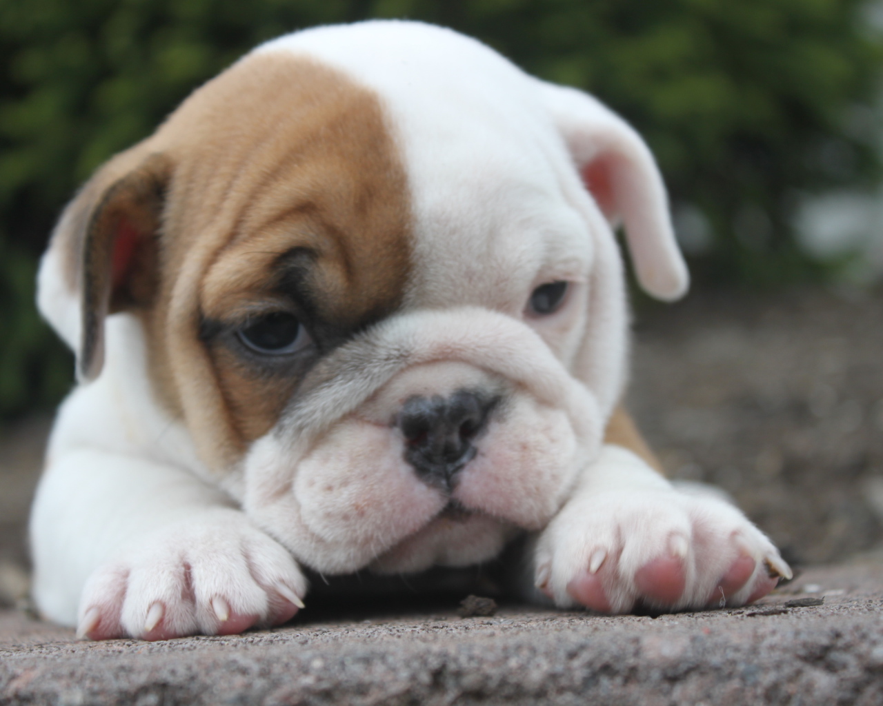 Грустный щенок английского бульдога