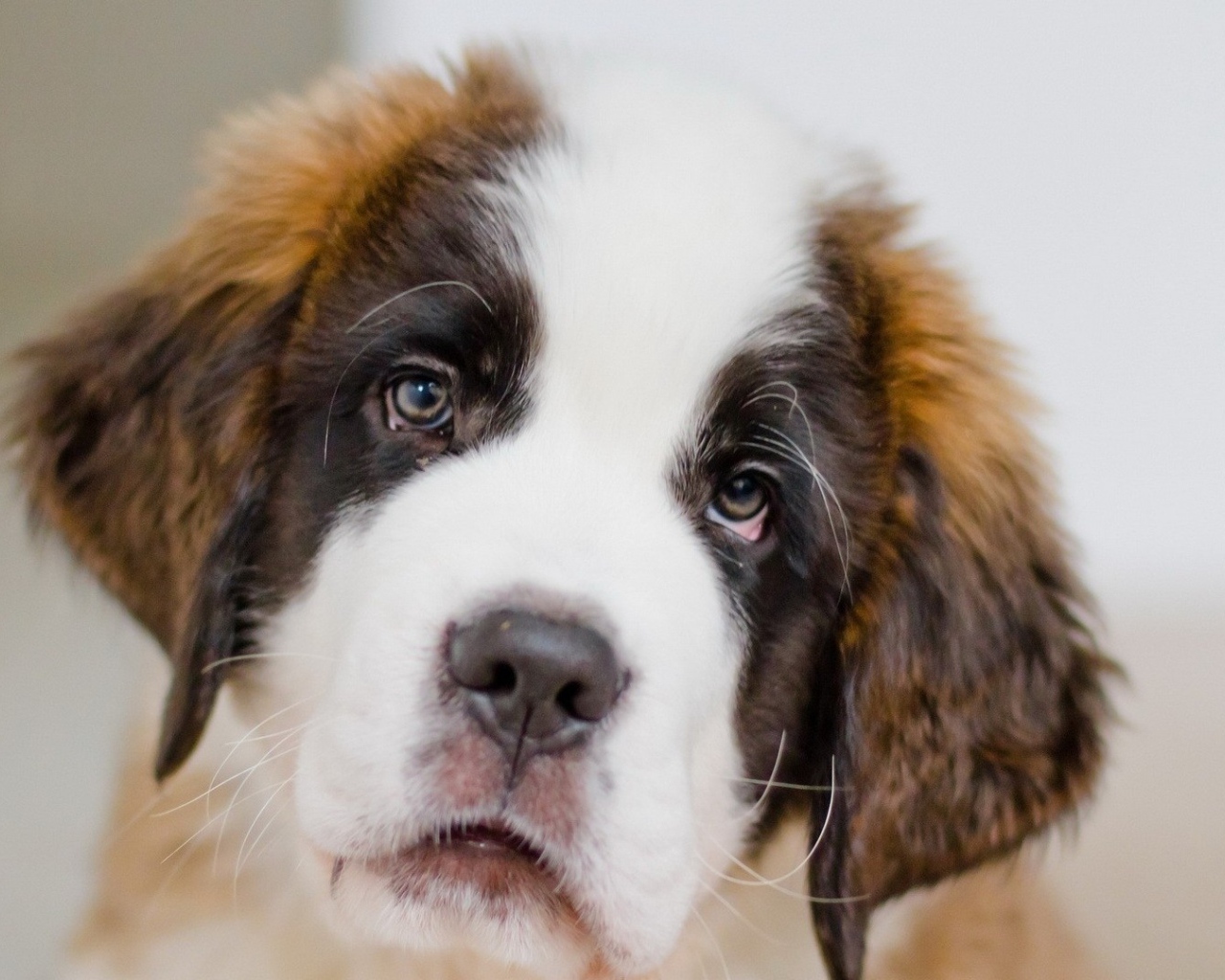 Грустный щенок сенбернара