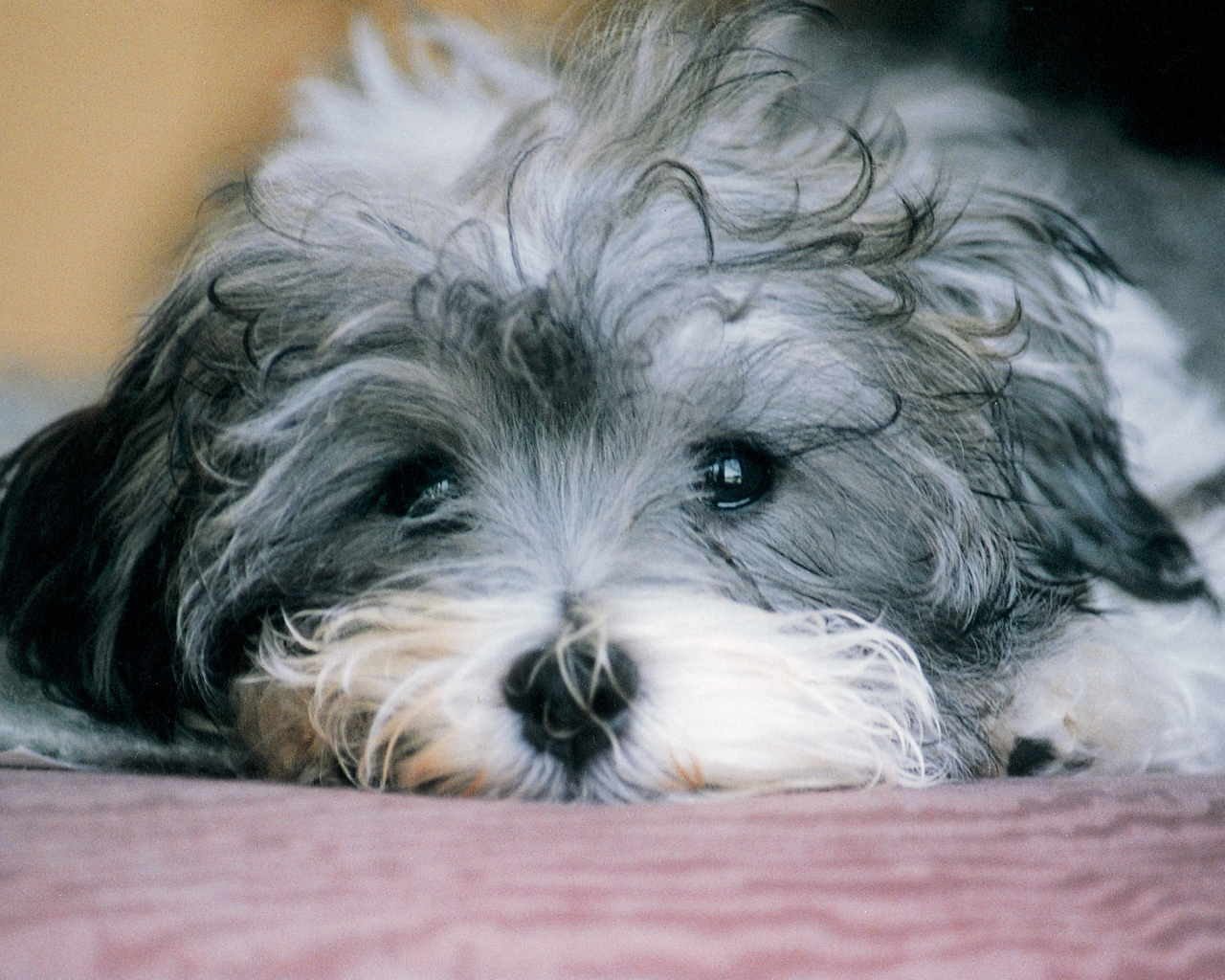 Грустная русская болонка