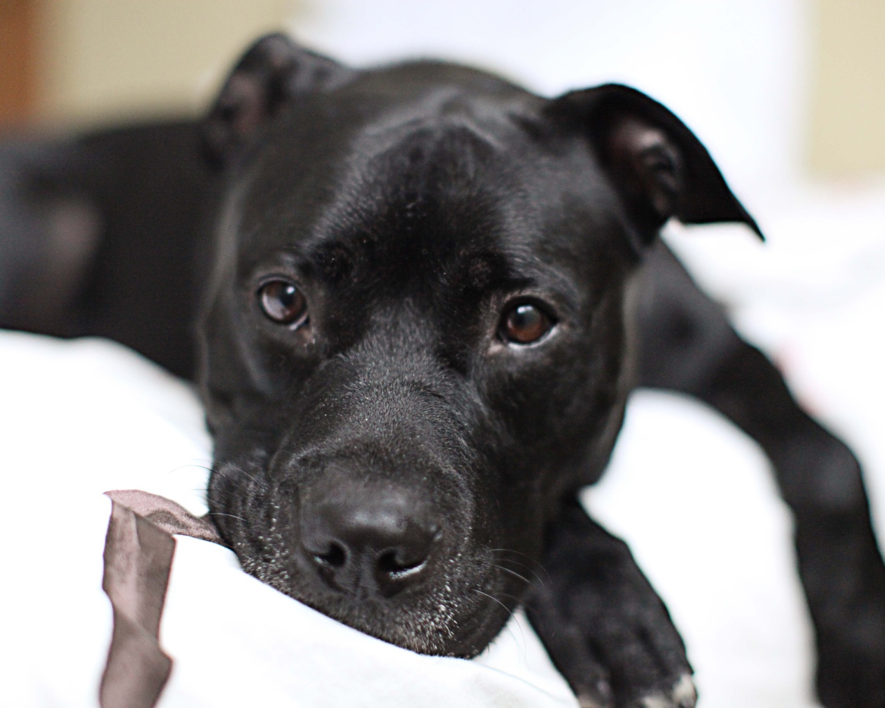 Грустный черный питбуль