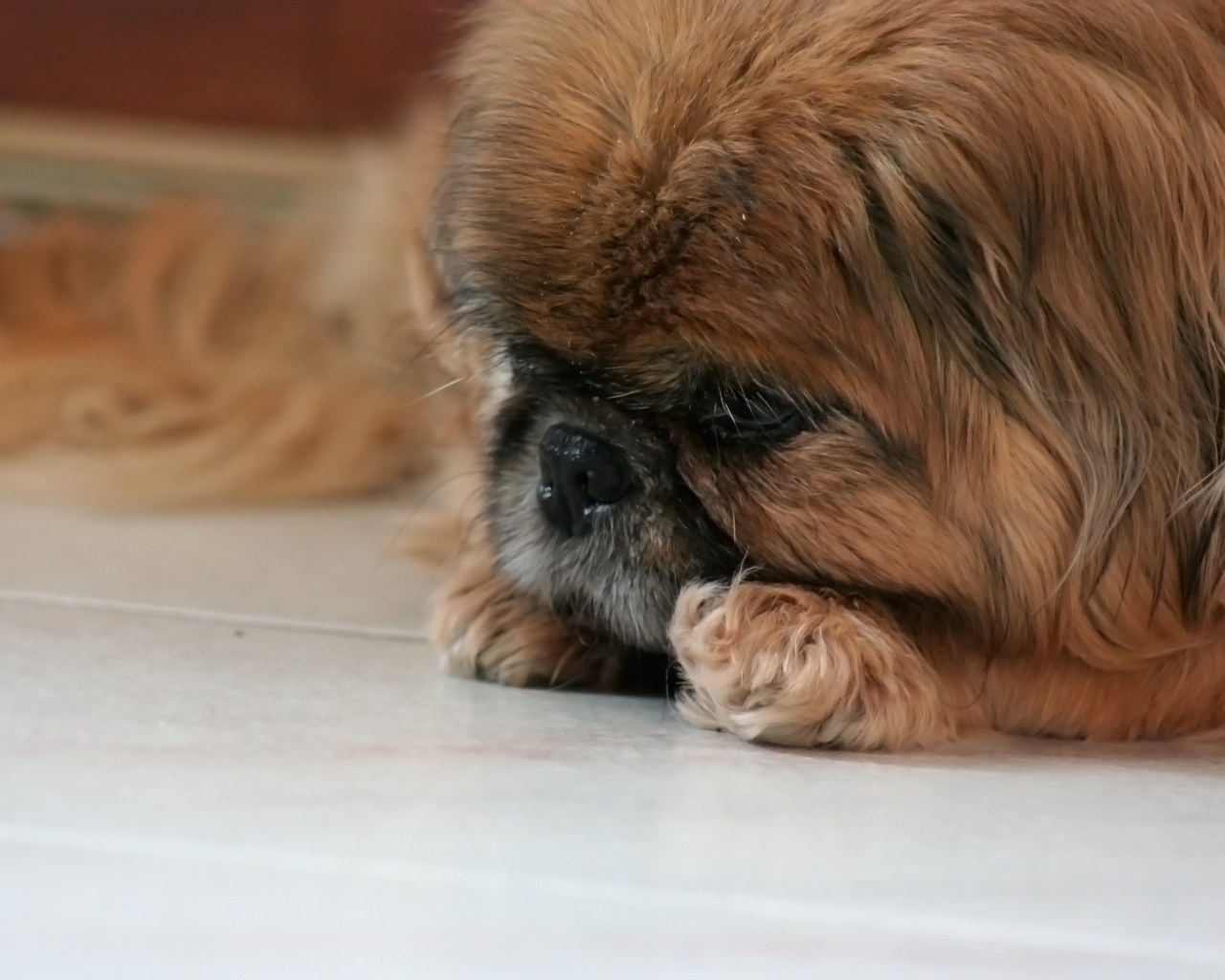 Грустный коричневый пекинес