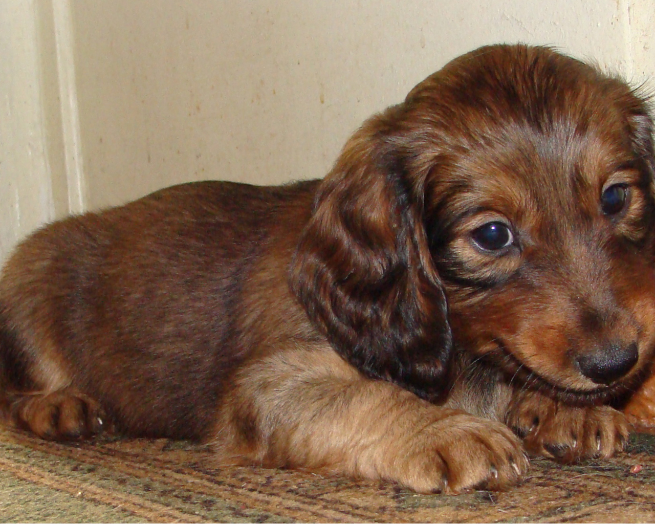 Грустный щенок таксы