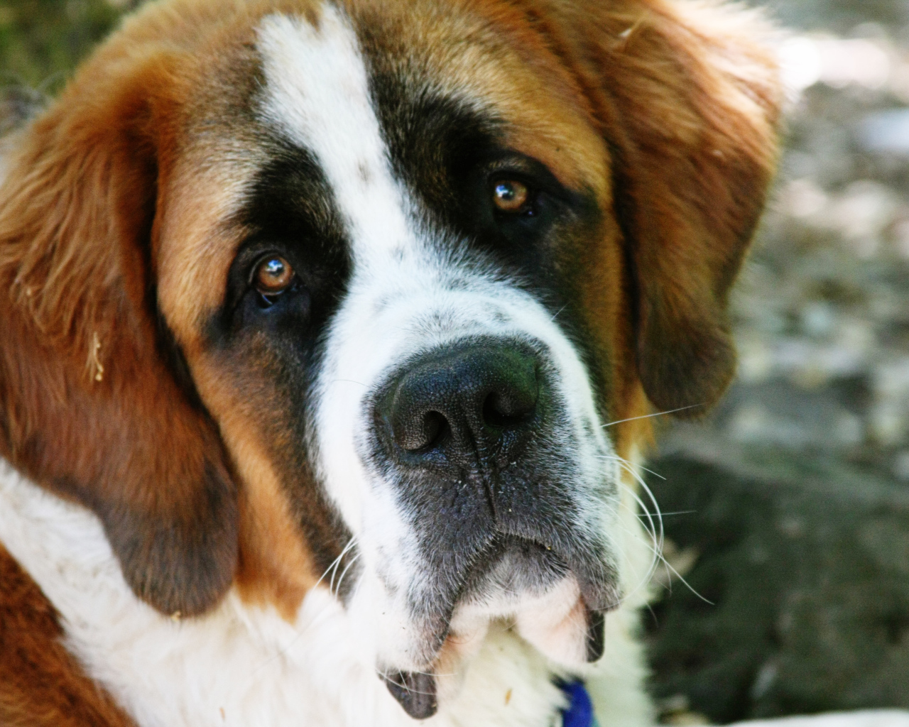 Грустная собака сенбернар