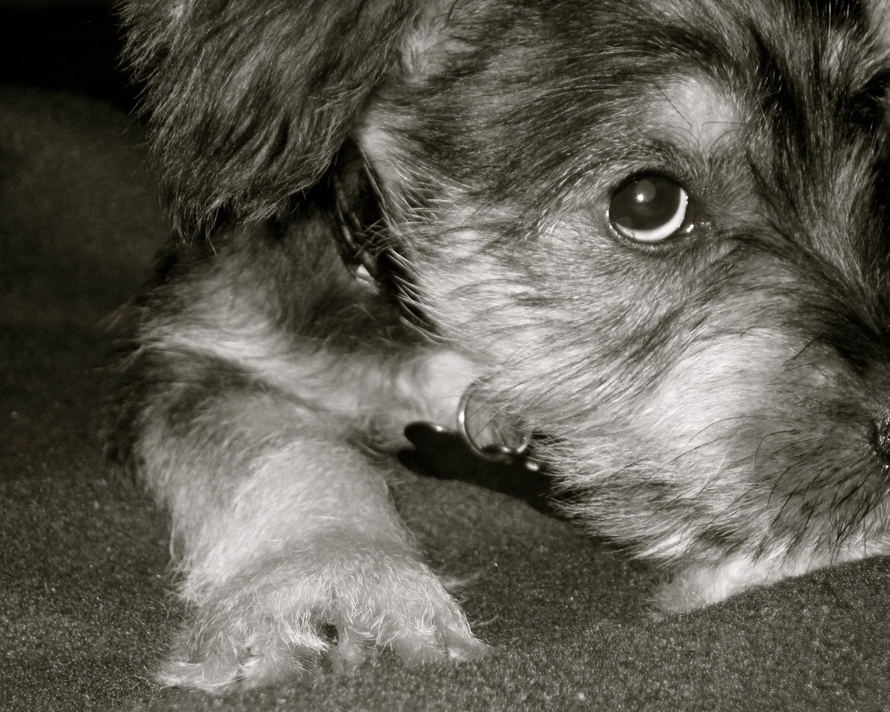 Грустная собака шнауцер