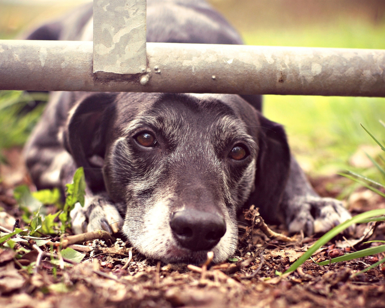 Грустный взгляд собаки