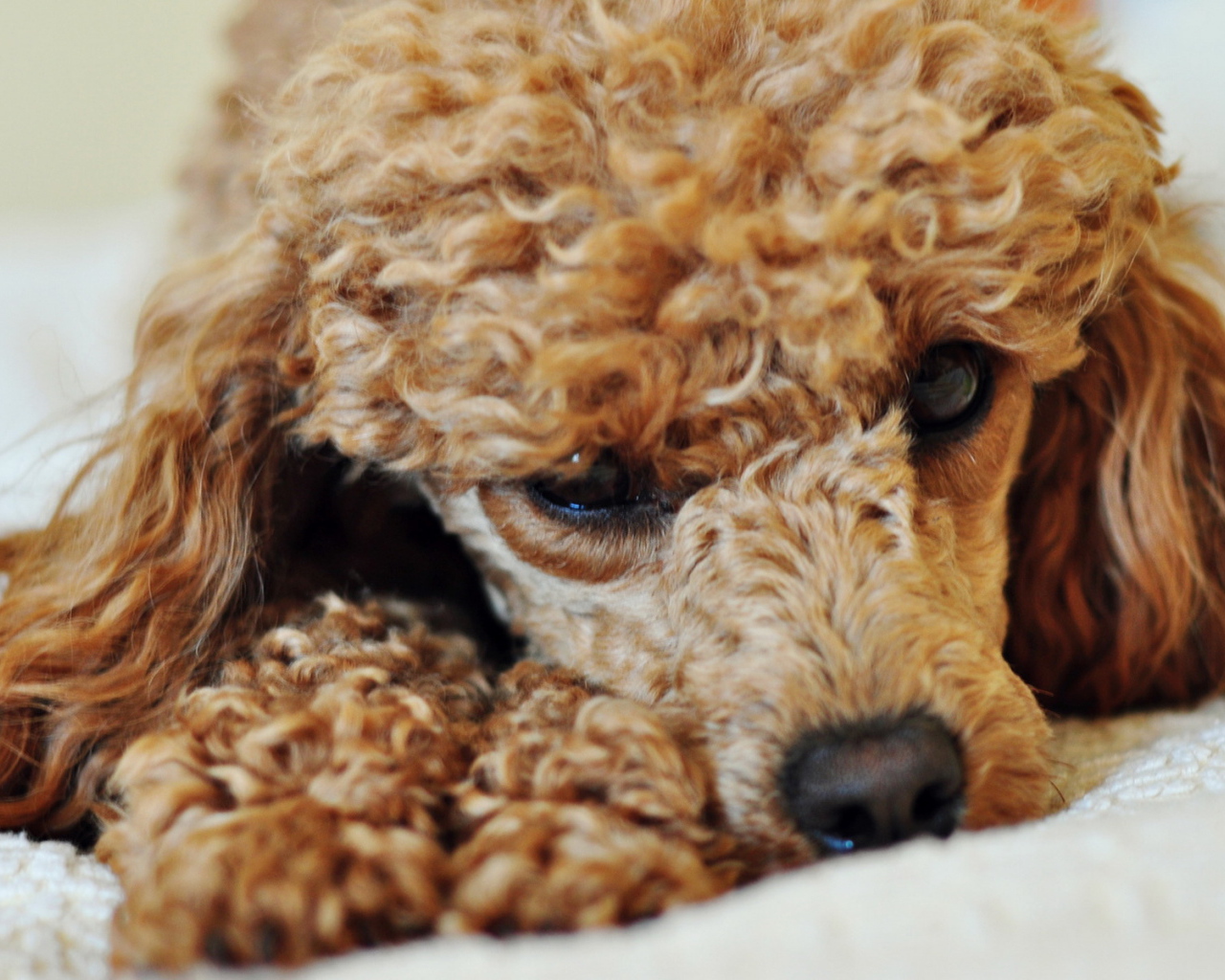 Грустный пудель лежит