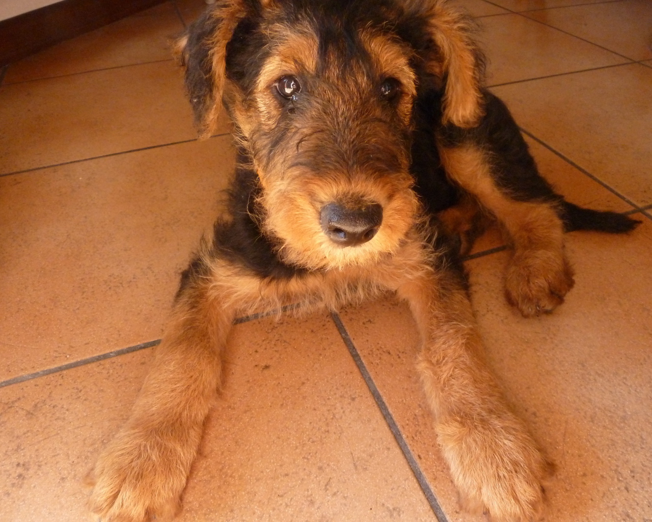 Грустный щенок эрдельтерьера