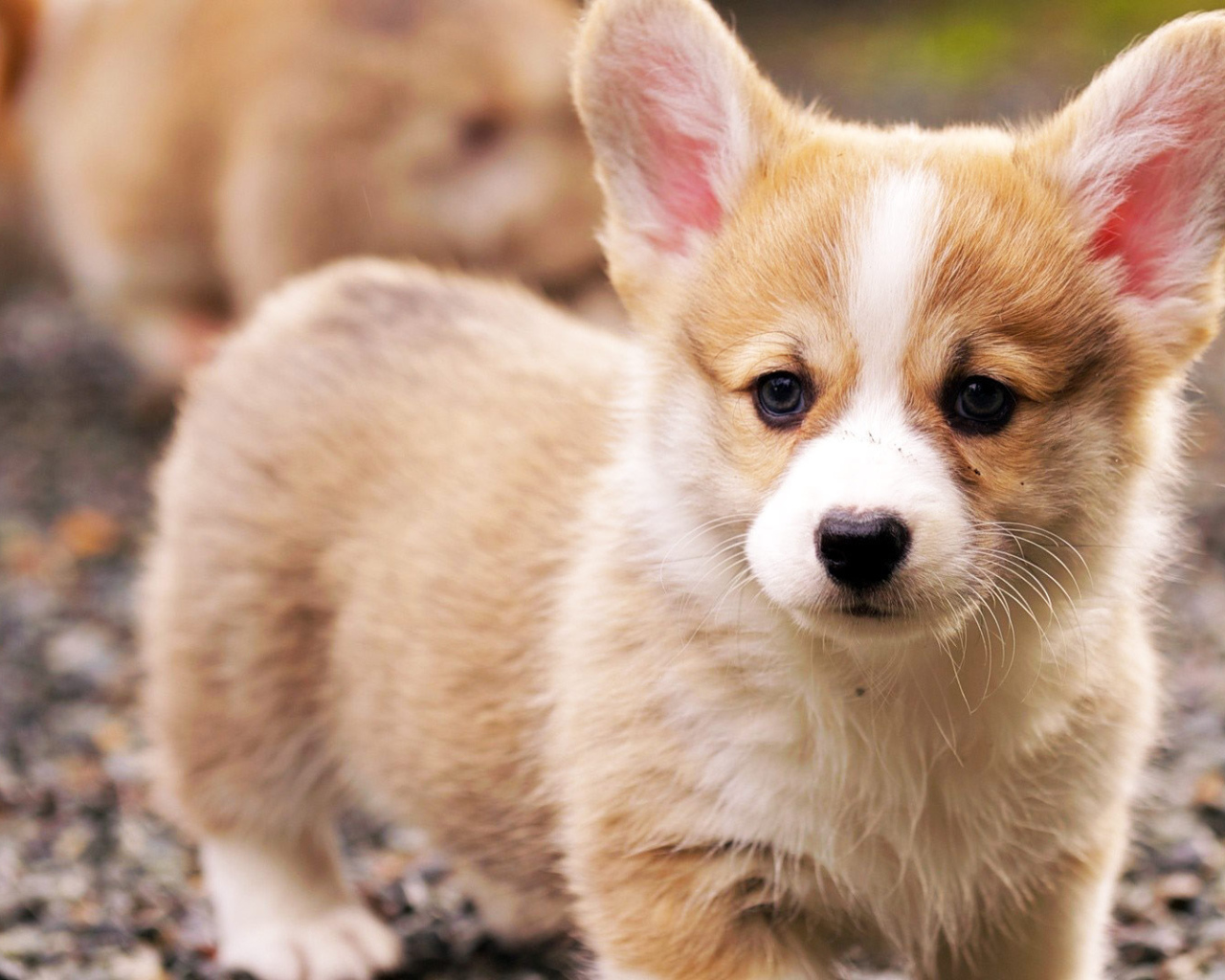 Грустный щенок вельш-корги