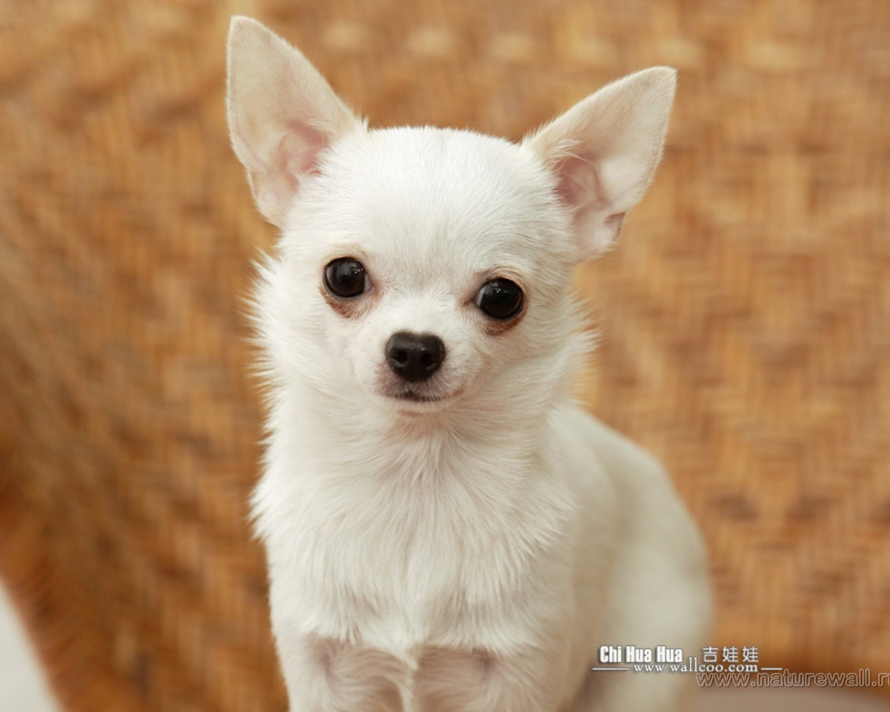 Грустный взгляд чихуахуа