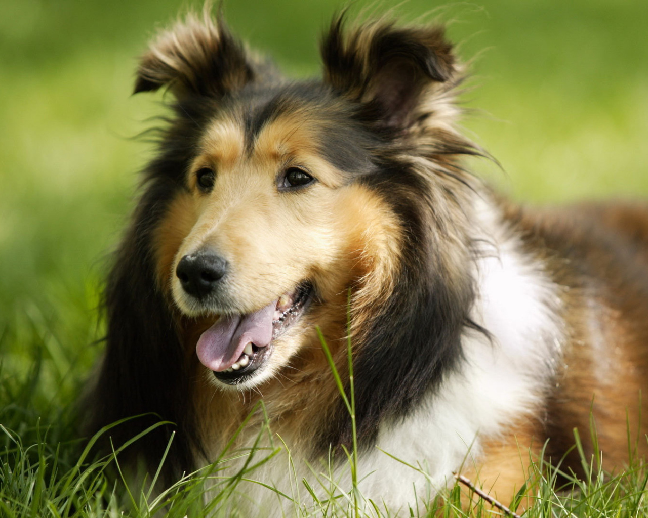 Грустный взгляд колли