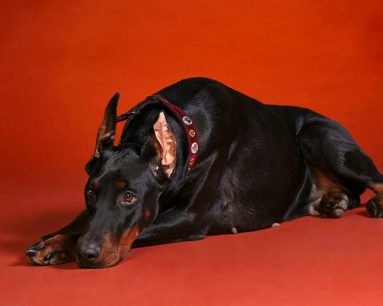 Грустный взгляд добермана