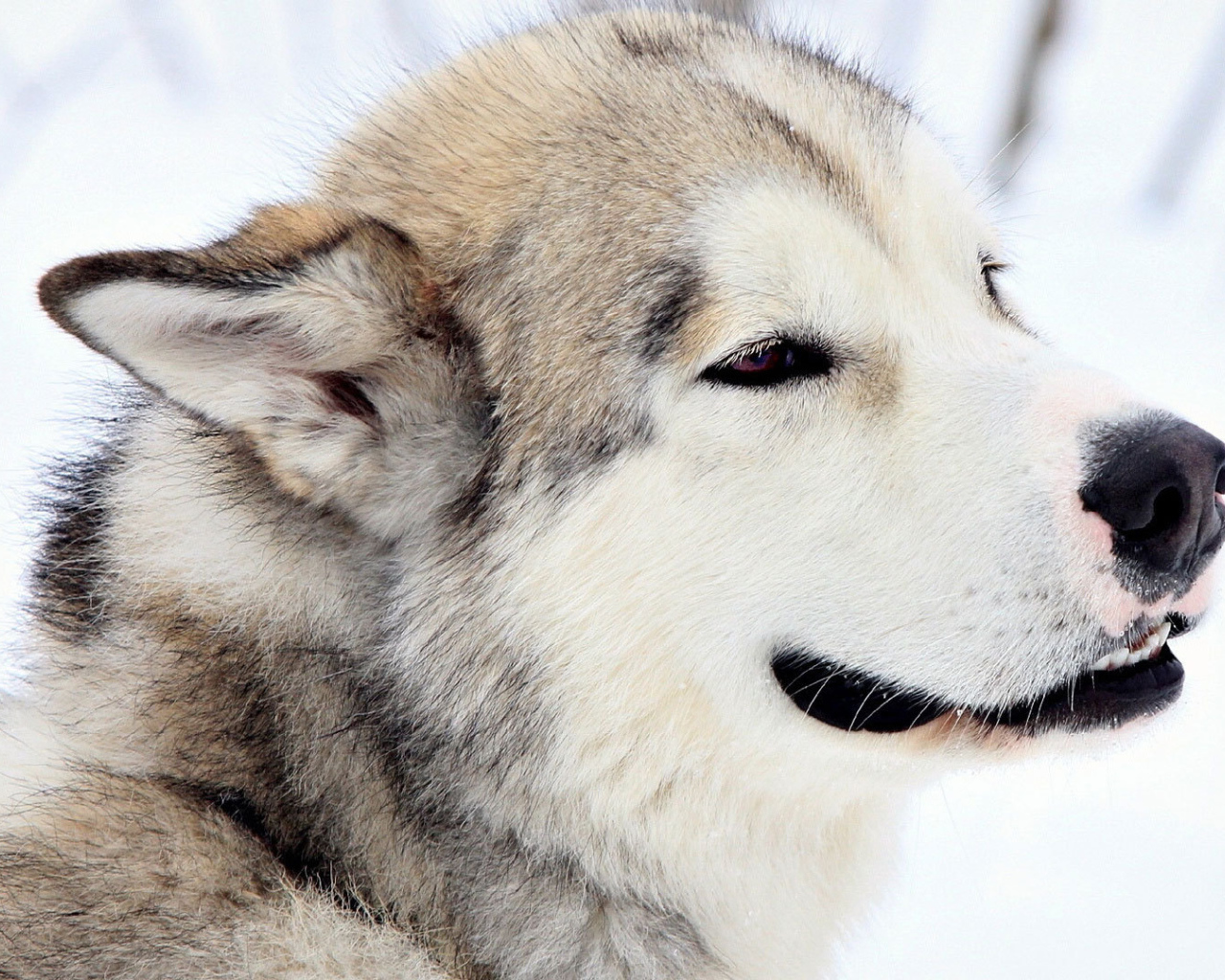 Грустный взгляд лайки