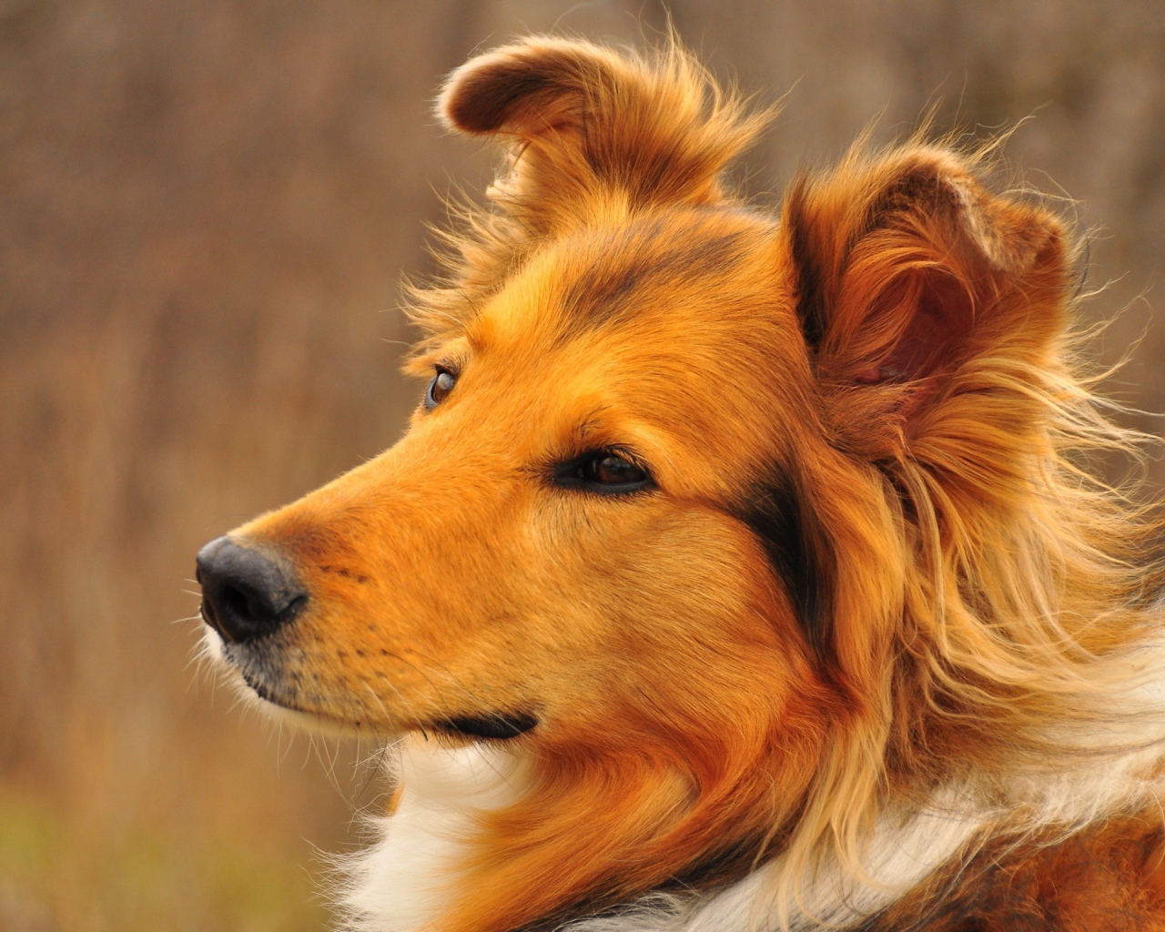 Грустный взгляд рыжей колли