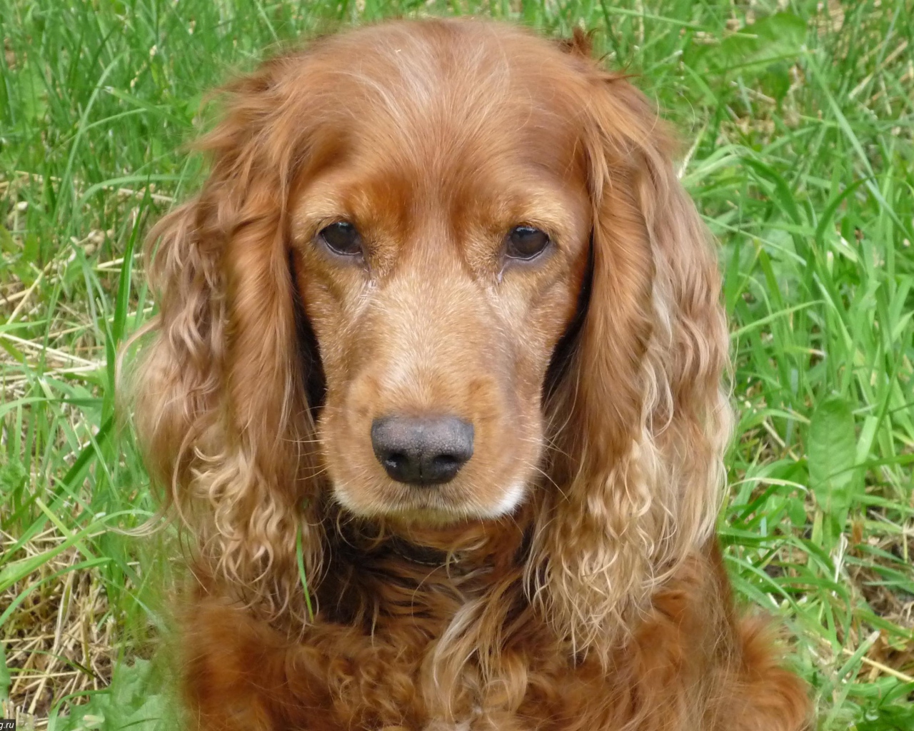 Грустный спаниель в траве