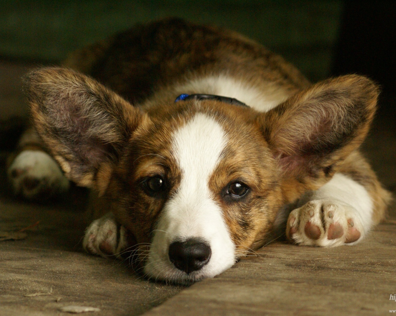 Грустный вельш-корги