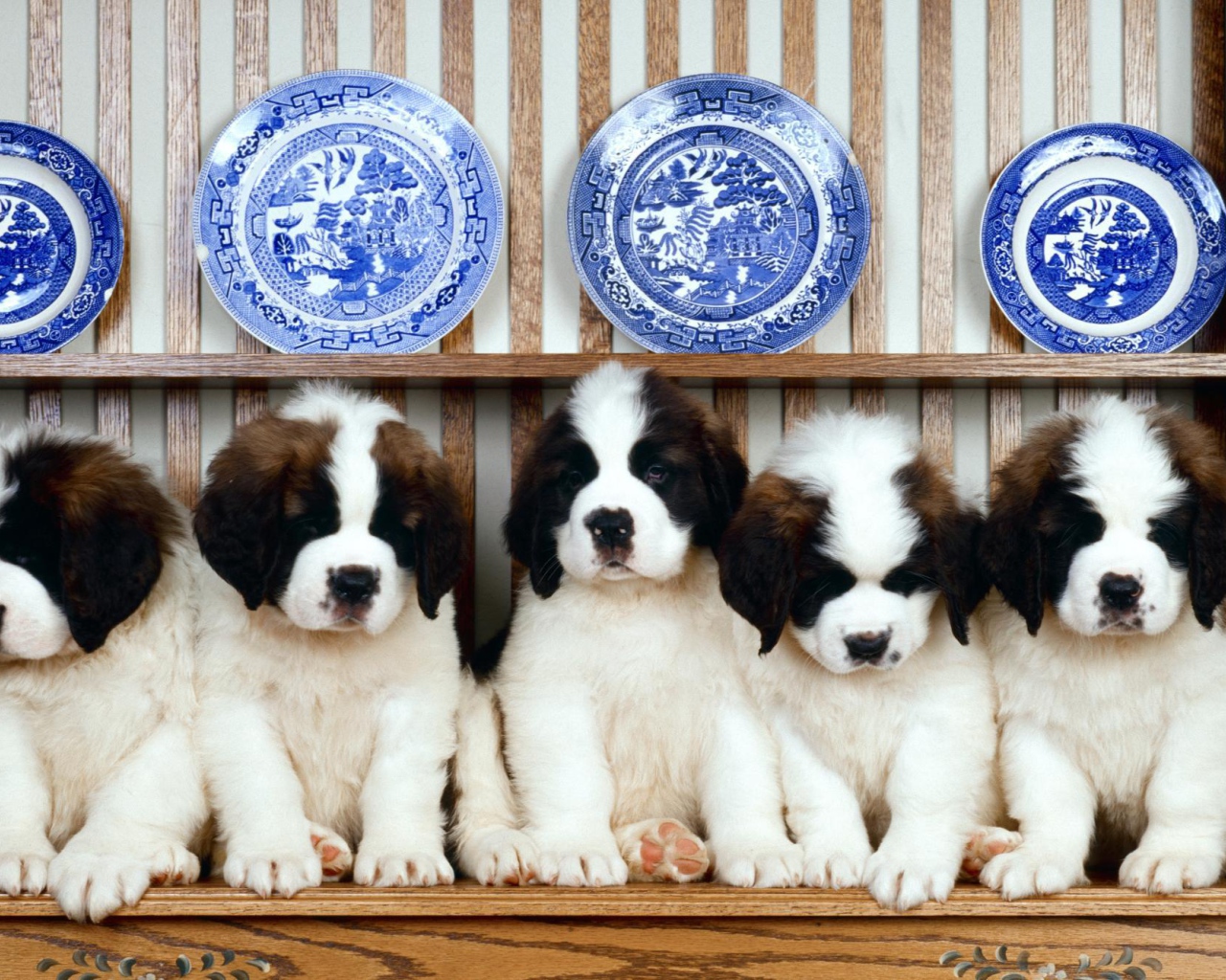 Семья щенков сенбернара