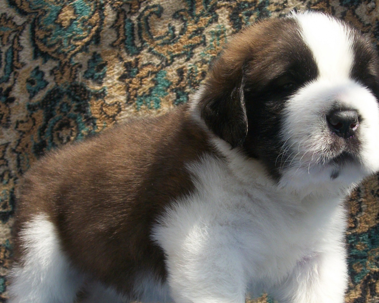 Щенок сенбернара на фоне ковра