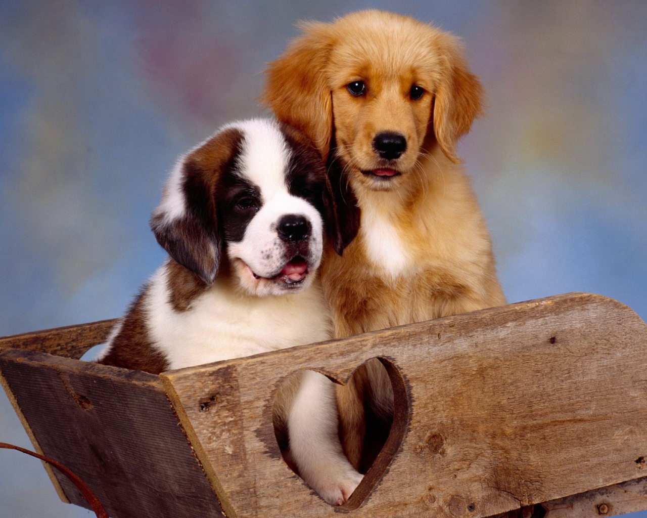 Щенок сенбернара в ящике