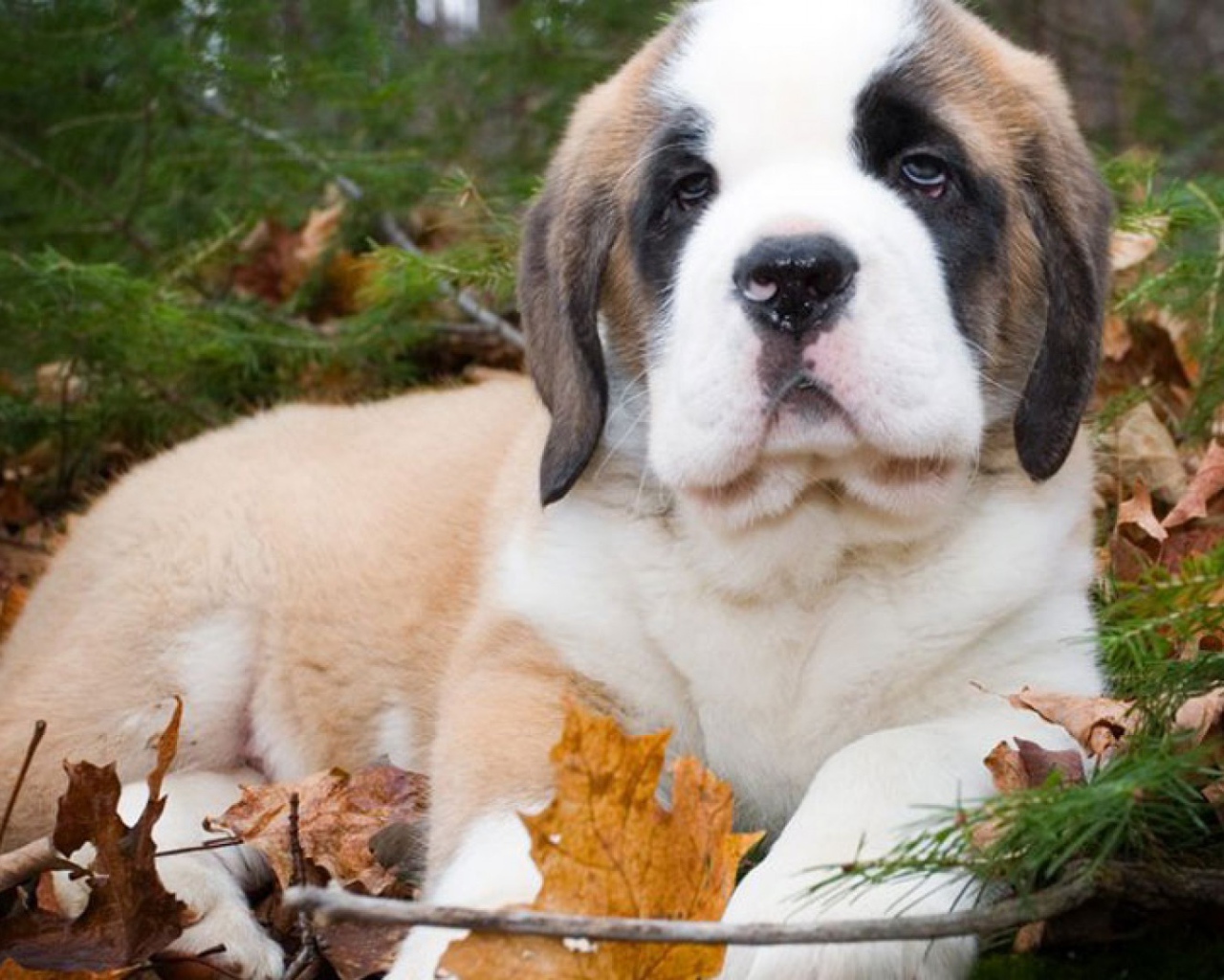 Щенок сенбернара в лесу