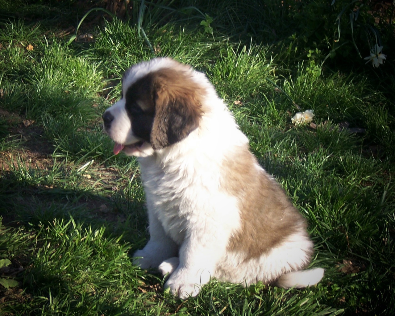 Щенок сенбернара на траве