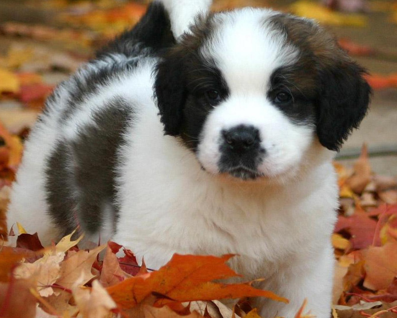 Щенок сенбернара в листьях