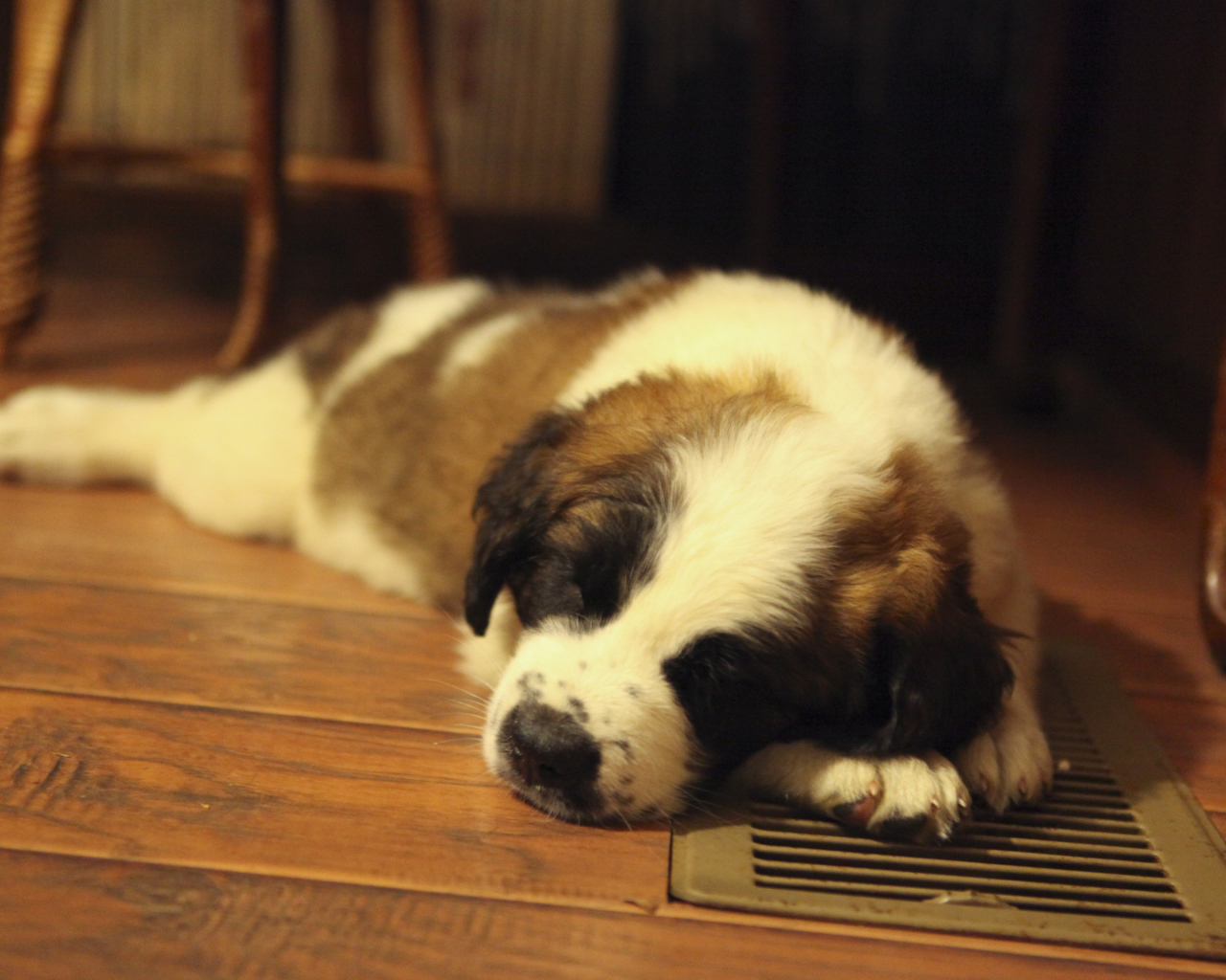 Щенок сенбернара спит