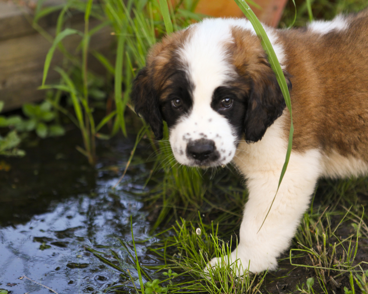 Щенок сенбернара у ручья