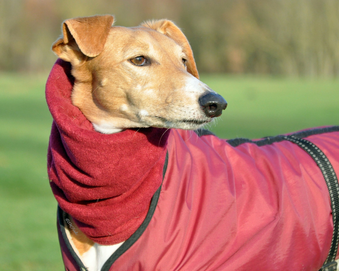 Пес салюки в теплом наряде