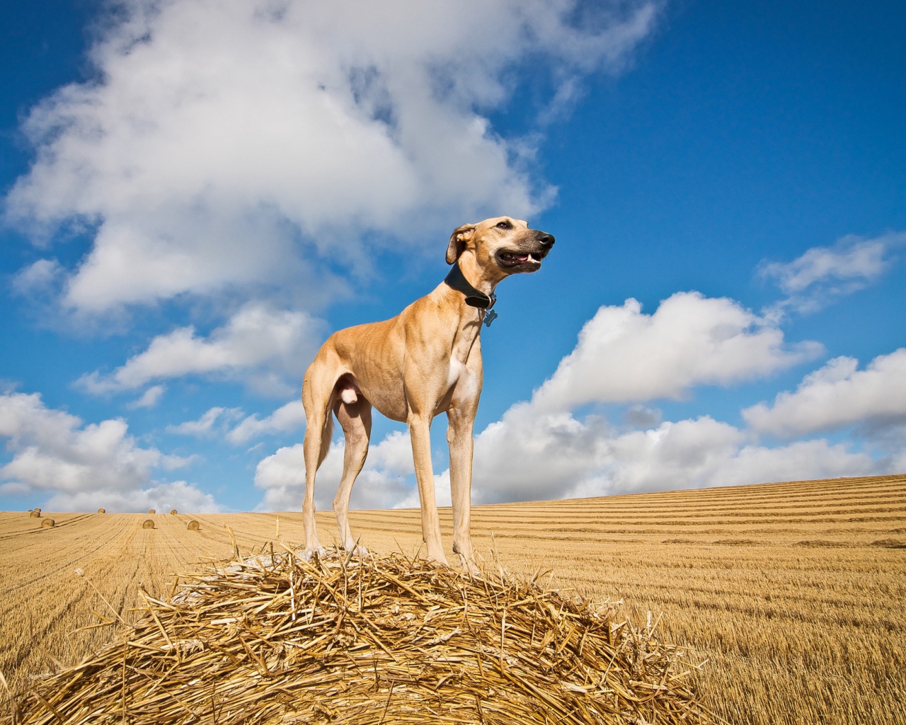 Пес салюки на убранном поле