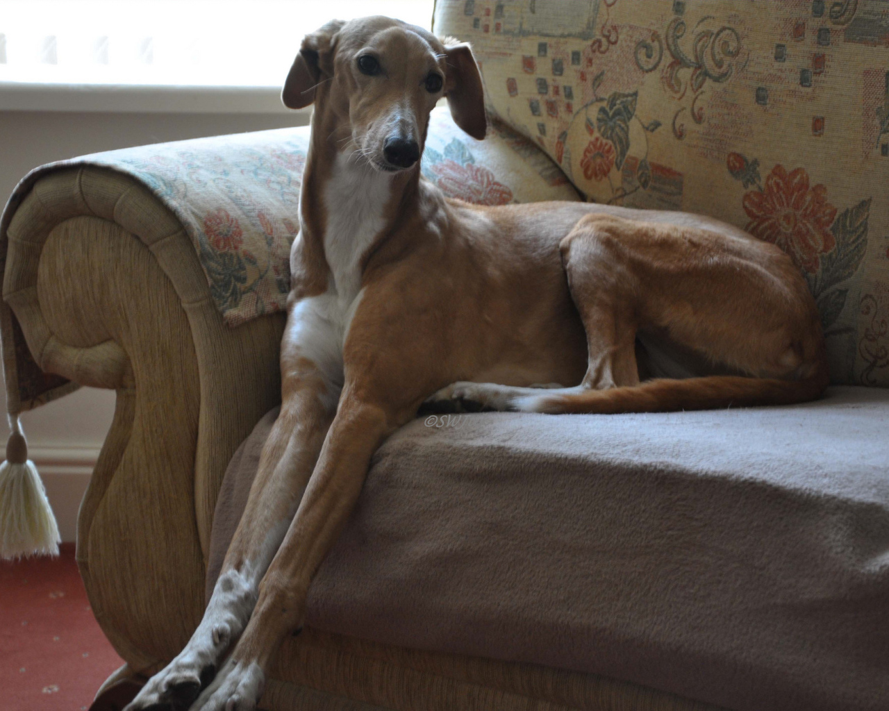 Собака салюки на диване