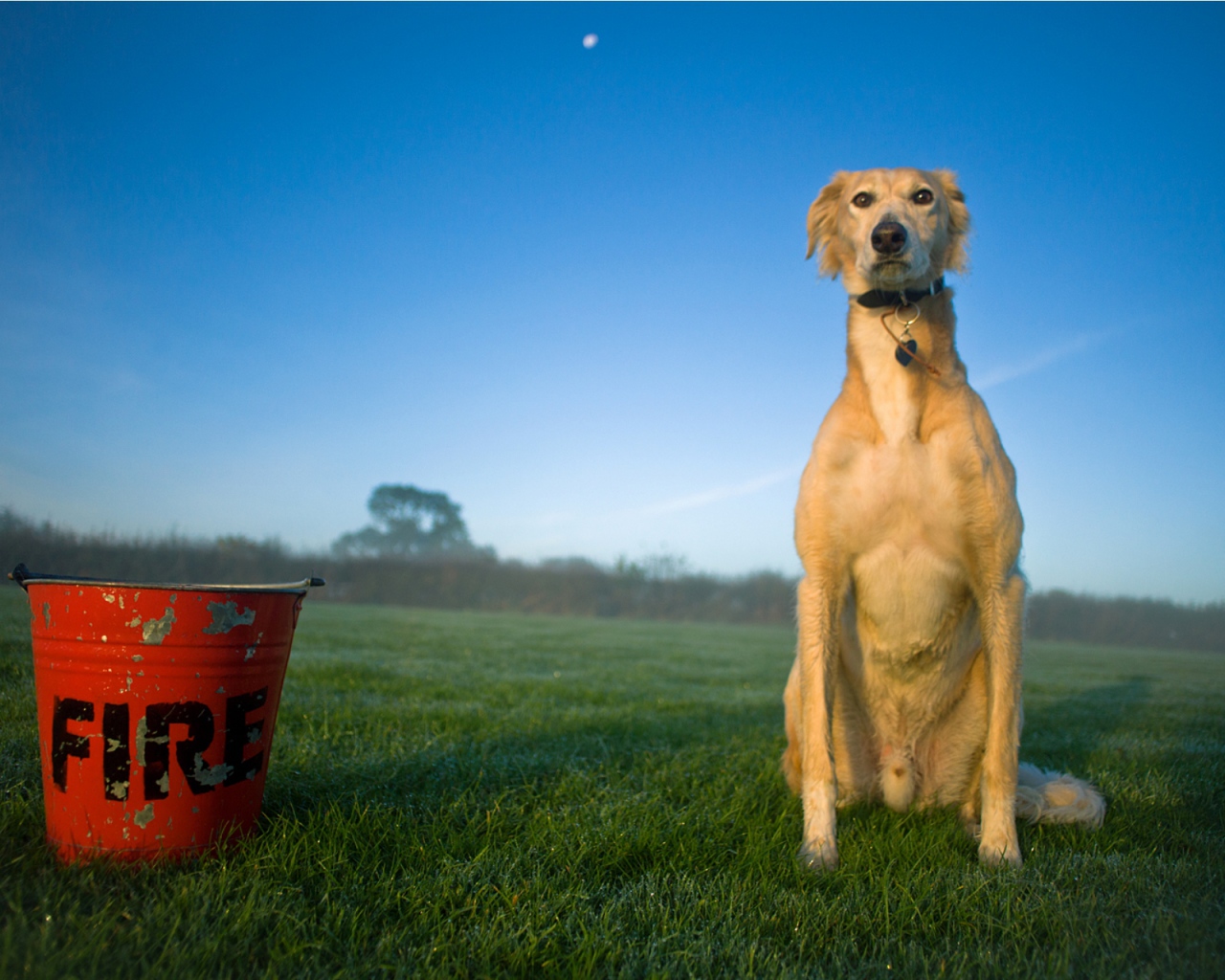 Собака салюки с пожарным ведром