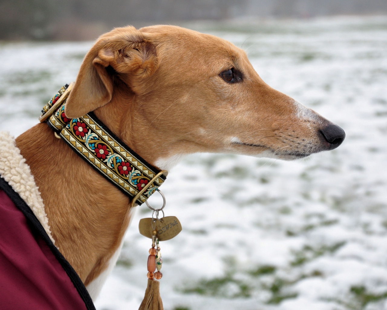 Салюки в красивом ошейнике