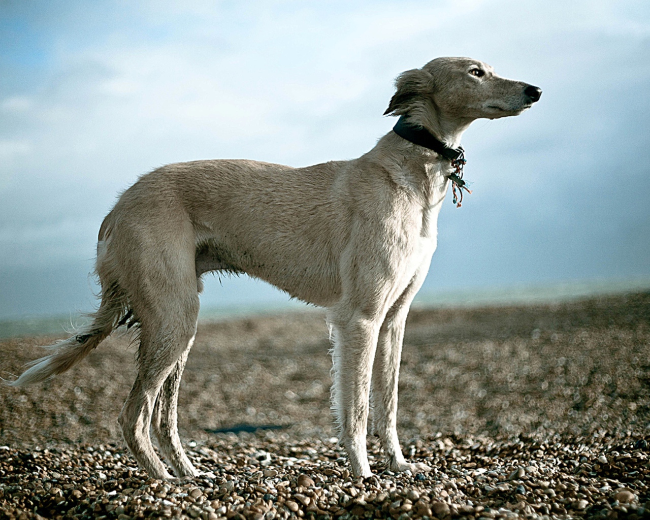Салюки на гальке