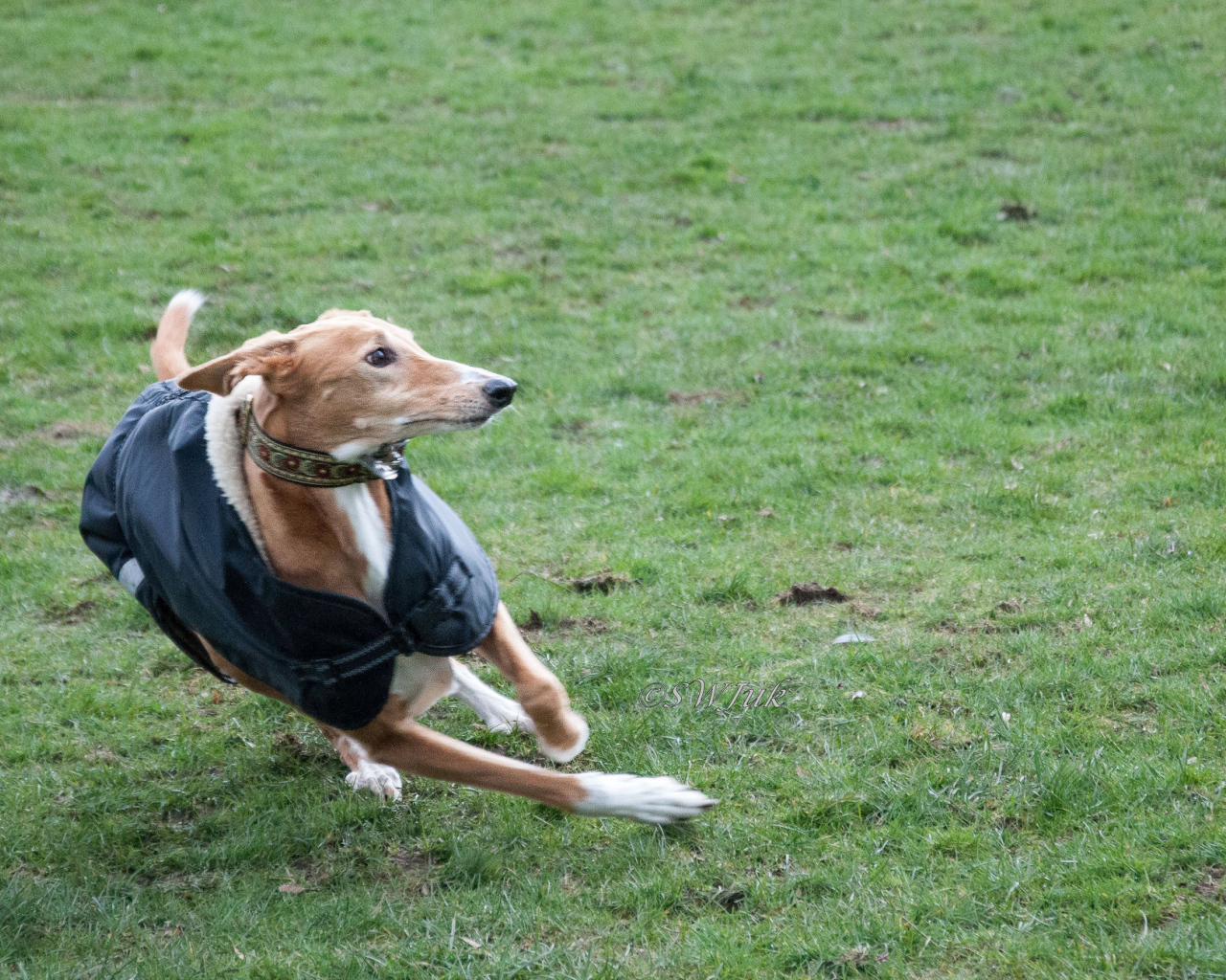 Салюки быстро бегает