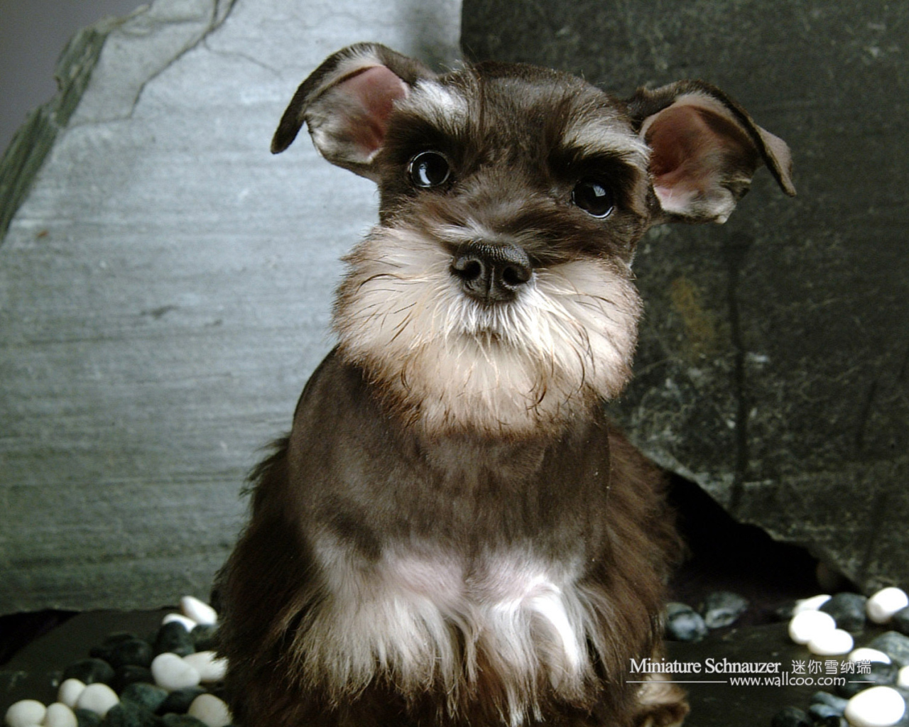 Собака шнауцер коричневого цвета