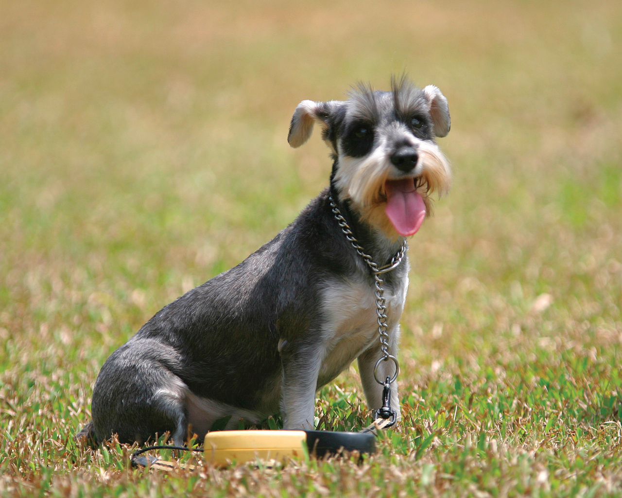 Собака шнауцер на поляне