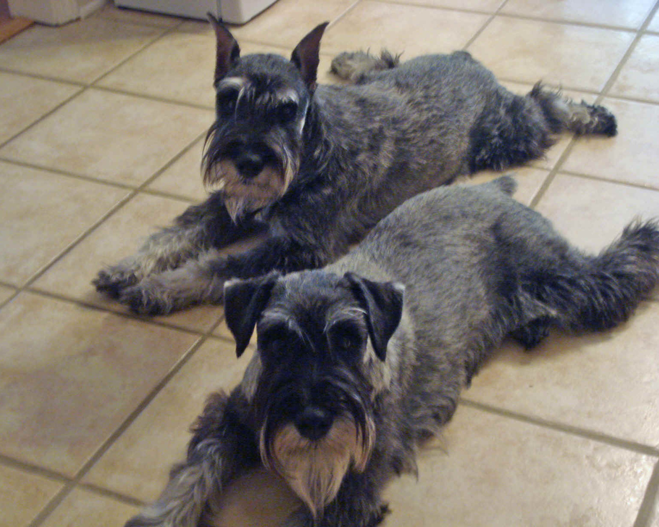 Собаки шнауцеры лежат на полу