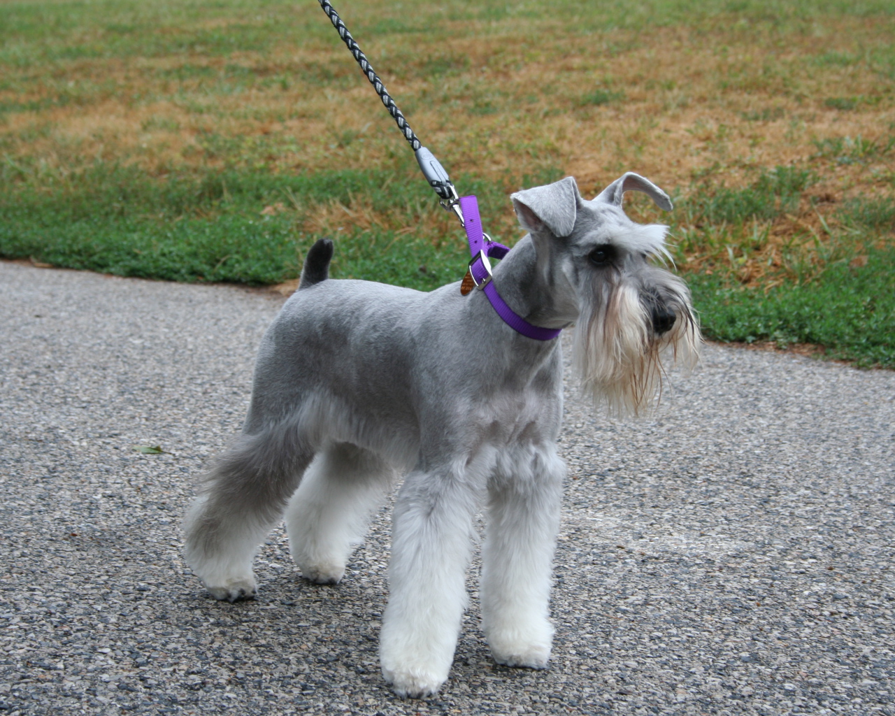 Шнауцер на прогулке